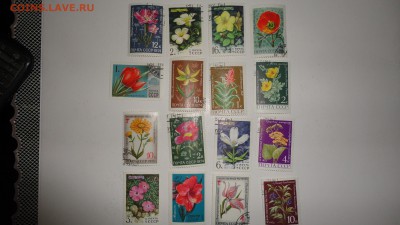 марки цветы - DSC04755.JPG
