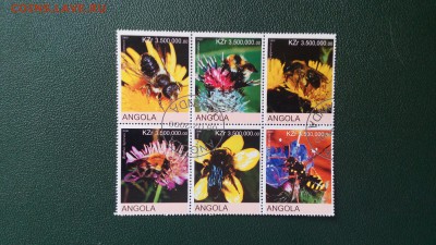 JC_Фауна_16_Ангола Пчелы. СТО - IMG_20150315_112931