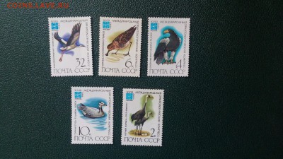 JC_Фауна_17_СССР Птицы. MNH - IMG_20150315_113821