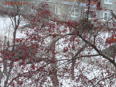Вид из окна - P1040853.JPG