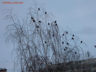 Вид из окна - P1040852.JPG