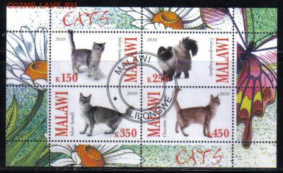 Малави мл 2010г Кошки до 19.03 22.00мск - Малави мл 2010г Кошки-1