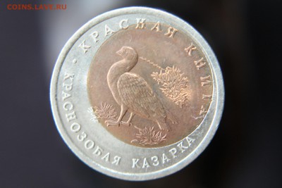 Краснозобая казарка смещение - IMG_3783.JPG
