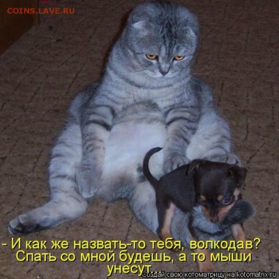 Любите ли вы кошек? - 0_5ab88_25e81022_XL