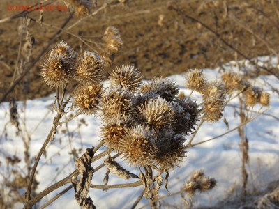 Покопушки от Русланыча . - IMG_1726.JPG