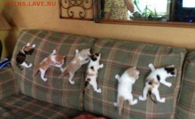 Любите ли вы кошек? - 5 665k