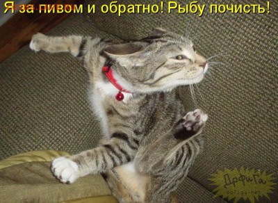 Любите ли вы кошек? - 1051374