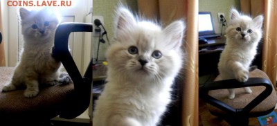 Любите ли вы кошек? - DSCN5316.JPG