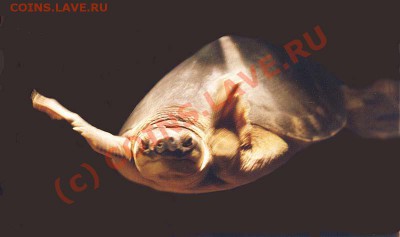 Животные на монетах - PNG_Carettochelys_Insculpta