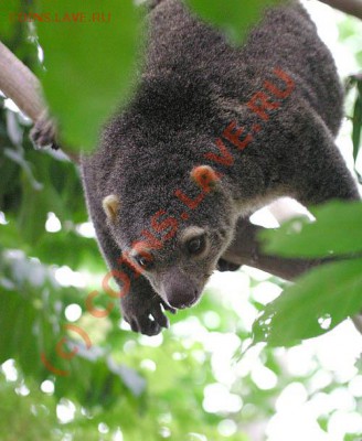 Животные на монетах - PNG_cuscus_2