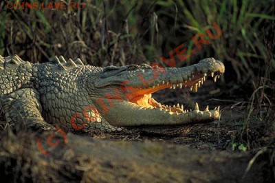 Животные на монетах - PNG_Saltwater_crocodile_2