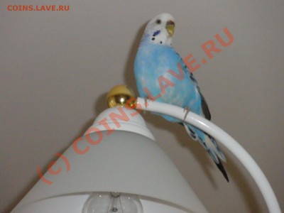 делает - прямо сейчас !!! - чика.JPG