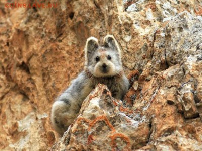 Любите ли вы кошек? - ili_pika-630x472