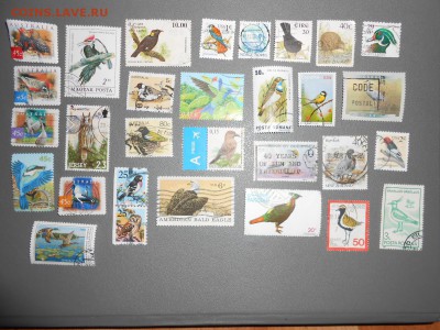 Птицы, 30 разных марок, до 02.04.2015 - DSCN6306.JPG