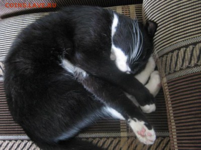 Любите ли вы кошек? - IMG_1853