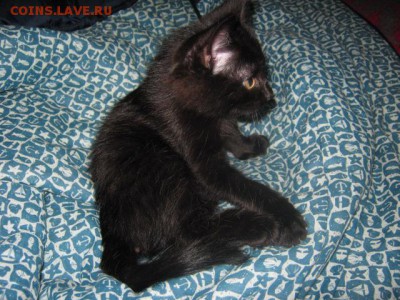 Любите ли вы кошек? - IMG_1894