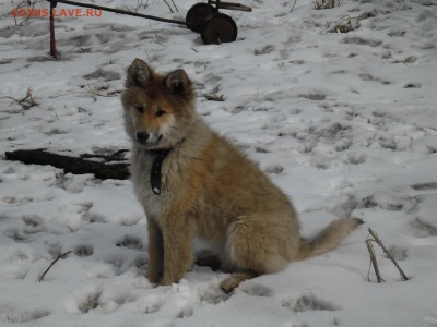 Любите ли вы кошек? - SAM_2108.JPG
