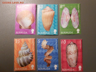 РАКОВИНЫ, Бермуды, чистые, до 05.04.2015 - DSCN6404.JPG