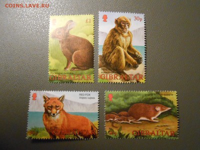 ФАУНА, Гибралтар, чистые, до 05.04.2015 - DSCN6406.JPG