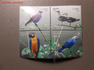 ПТИЦЫ, Египет, чистые, сцепка 4 шт., до 05.04.2015 - DSCN6453.JPG