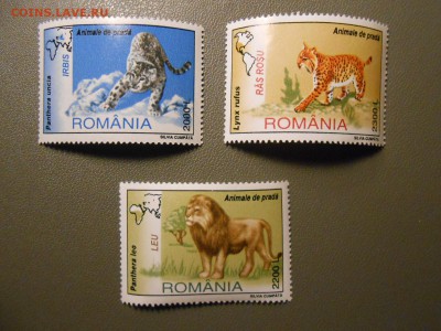 ХИЩНЫЕ КОШКИ, Румыния, чистые, до 05.04.2015 - DSCN6460.JPG