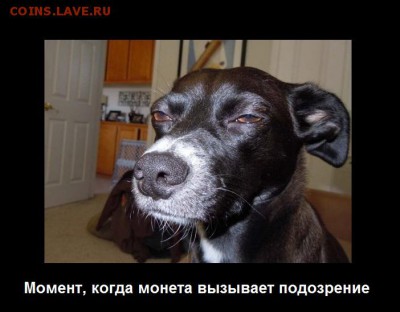 Мои рисунки-приколы на НУМИЗМАТИЧЕСКУЮ тему - Собака подозревака