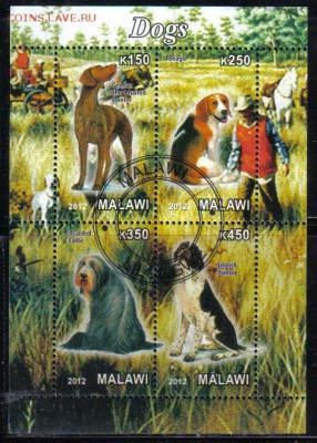 Малави мл 2012г Собаки до 6.04 22.00мск - Малави мл 2012г Собаки-1