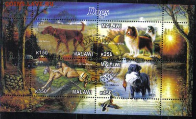 Малави мл 2011г Собаки до 6.04 22.00мск - Малави мл 2011г Собаки