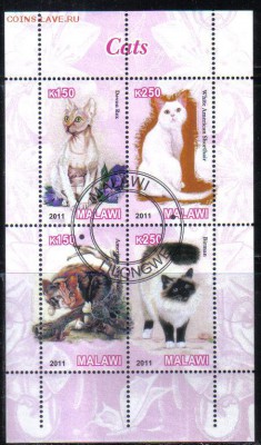 Малави мл 2011г Кошки до 6.04 22.00мск - Малави мл 2011г Кошки