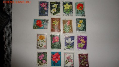 цветы ссср - DSC04755.JPG