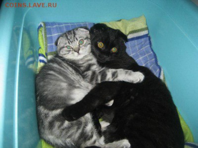 Любите ли вы кошек? - -Whu5AVRPmw