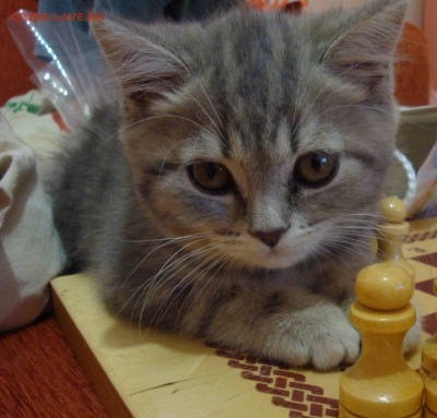 Любите ли вы кошек? - DSC05317.JPG