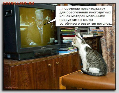 Любите ли вы кошек? - 1 cce 321