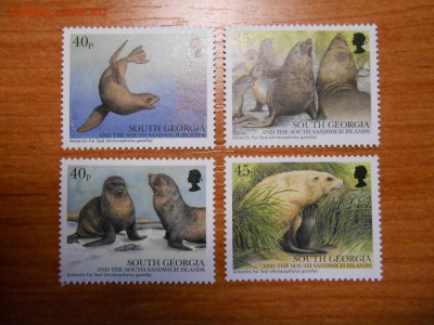 Морские млекопитающие, Южная Георгия, полная серия, чистые - DSCN6765.JPG