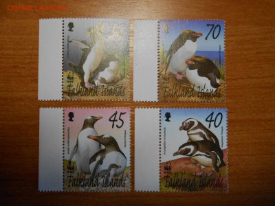 ПИНГВИНЫ, Фолклендские острова, чистые, полная серия - DSCN6777.JPG