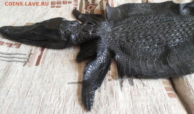 Изделия из кожи крокодила и питона. - 20120106_124741