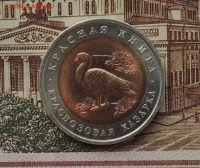 КК 10 р. Краснозобая казарка, 1992г.до 15.04.15г.22:00 (мск) - DSCN9998.JPG