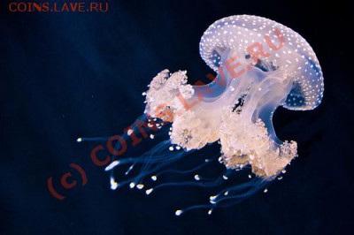 Животные на монетах - Phyllorhiza punctata