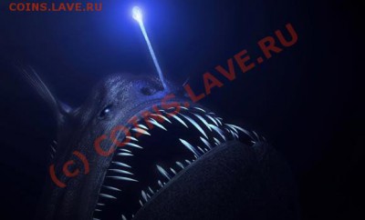 Животные на монетах - Angler fish