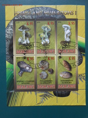 ГРИБЫ, Малави, 3 малых листа, до 24.04.2015 - DSCN5972.JPG