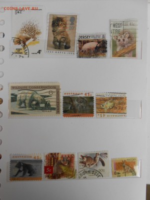 Животные, 57 шт. без повторов, до 24.04.2015 - DSCN6910.JPG
