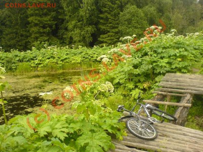 вело-тема ))) - DSC01088.JPG