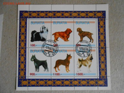 Собаки, малый лист, до 29.04.2015 - DSCN7039.JPG