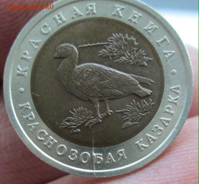 Казарка раскол - image