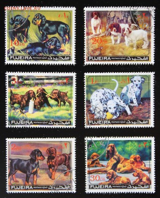 Sharjah. Fujeira. Ajman. Собаки. до 02.05.15 - IMG_2671.JPG