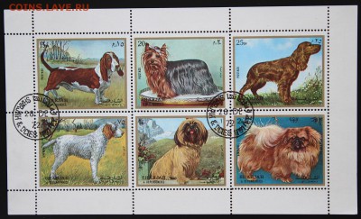 Sharjah. Fujeira. Ajman. Собаки. до 02.05.15 - IMG_2585.JPG