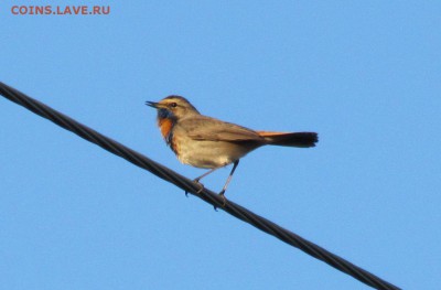 делает - прямо сейчас !!! - IMG_8670