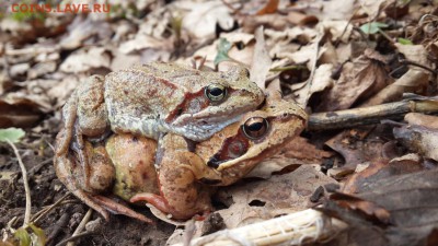 ФОТО - просто фото. Те что получились удачными. - 20150425_133419