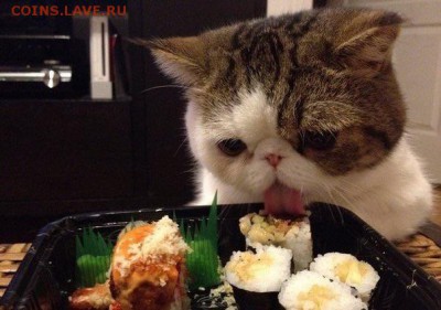 Любите ли вы кошек? - image