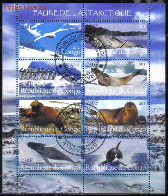 Конго мл 2012г Фауна Арктики до 3.05 22.00мск - Конго мл 2012г Фауна Арктики